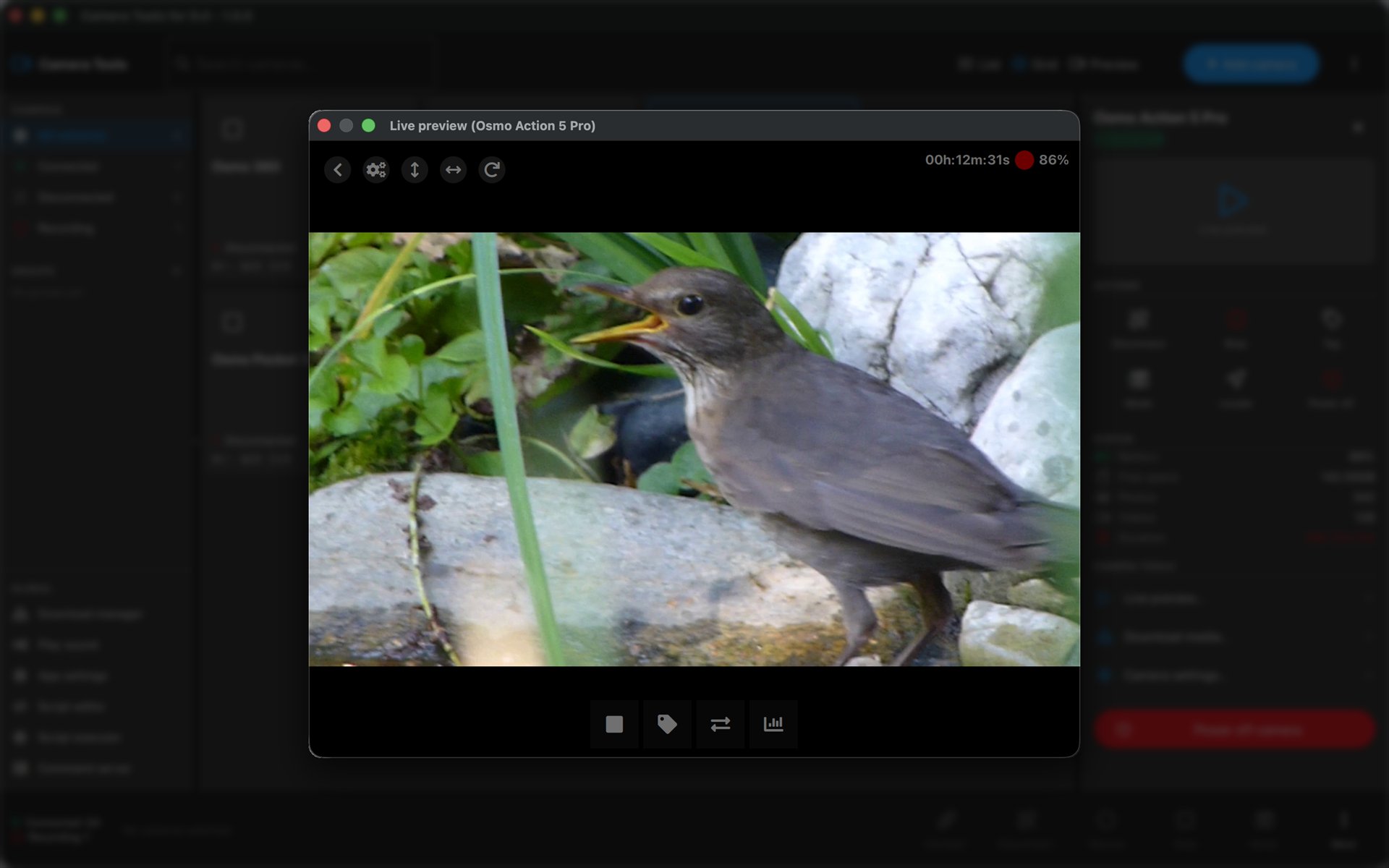 Live preview window streaming the view from an Osmo Action 5 Pro in real time, with recording timer and battery